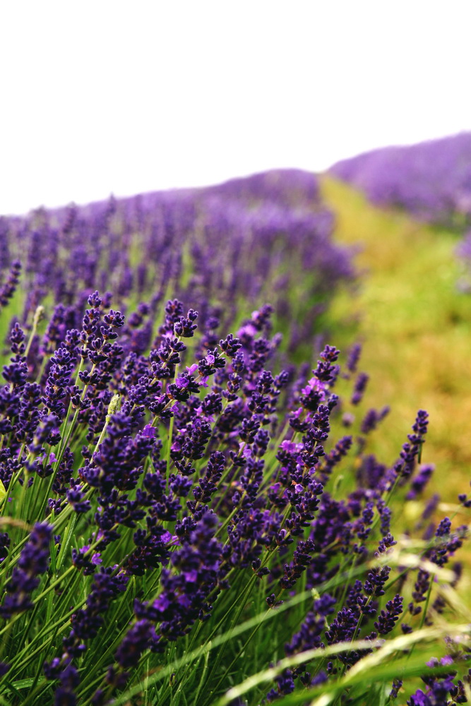 Du lịch – Oải hương nơi xứ sở sương mù