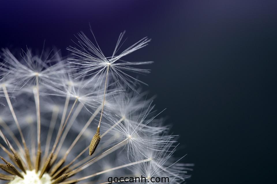 [ Tạp bút ] Có những khi như gió thoảng